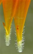  Ray Floret